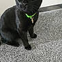 black_cat, cat, pet, animal, indoor, carpet, collar, green_collar, curious, sitting, feline, domestic_cat, whiskers, ears, floor, door, home, cute, young_cat, looking