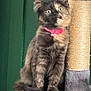 Nessie joined the competition — help win amazing prizes! cat, kitten, tortoiseshell, pink_collar, cat_tree, fur, whiskers, ears, green_background, pet, animal, sitting, curious, wide_eyes, indoor, feline, playful, cute, young, furry