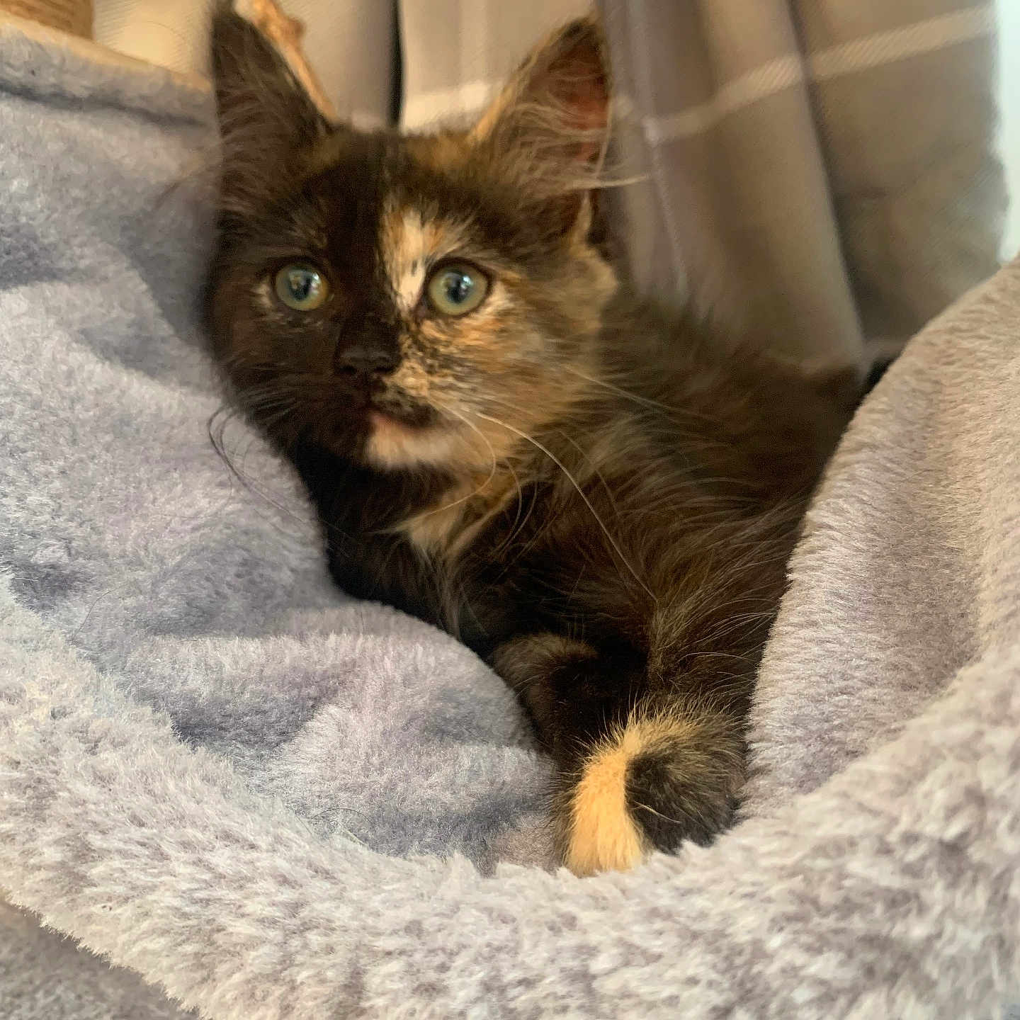 Nessie is registered to the contest to win money with this photo: animal, blanket, cat, comfort, cozy, curious, cute, domestic, ears, fur, furry, indoor, kitten, paw, pet, resting, soft, tortoiseshell, whiskers, young