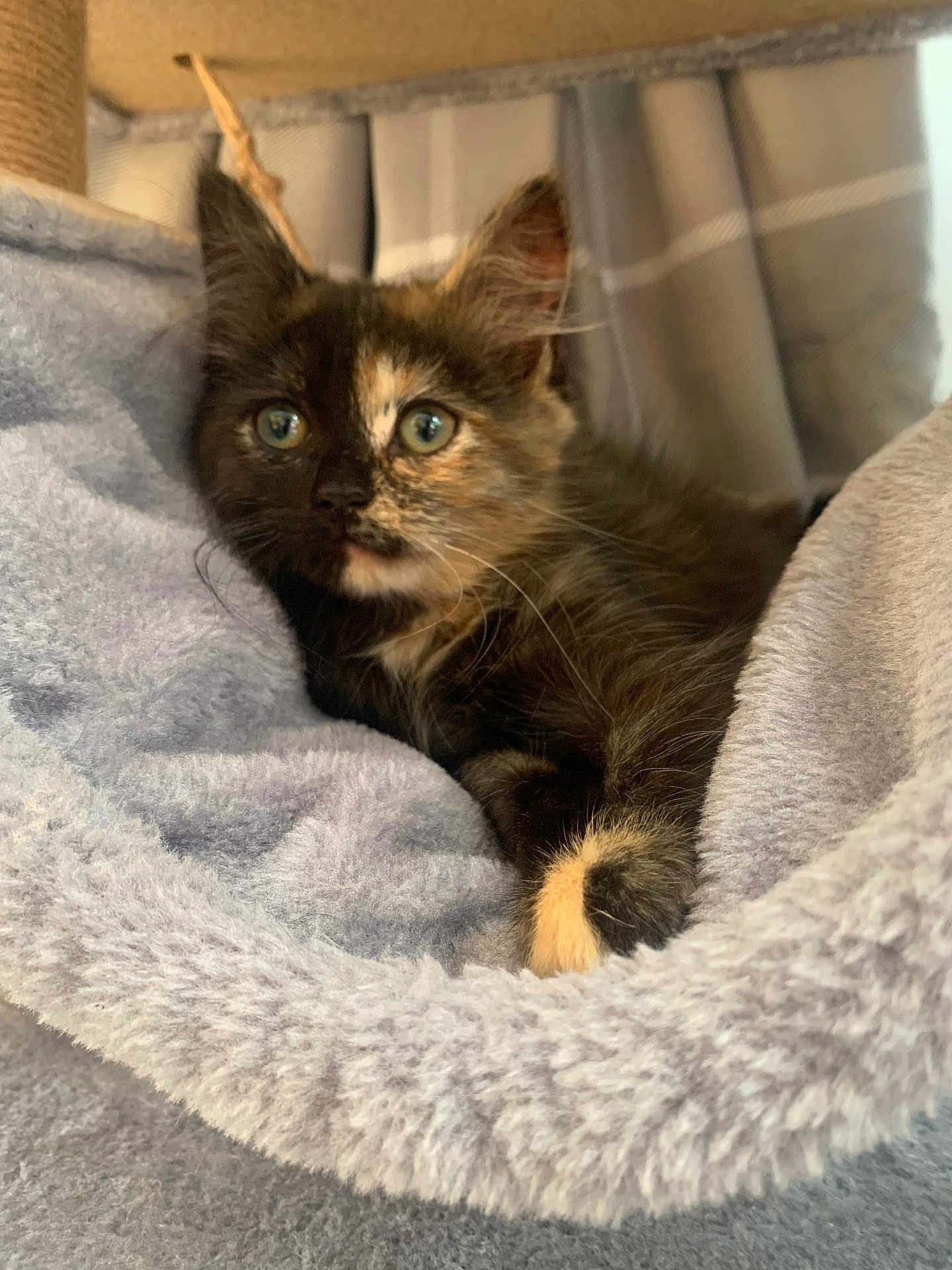 Nessie is registered to the contest to win money with this photo: kitten, cat, tortoiseshell, pet, animal, furry, cute, soft, blanket, cozy, indoor, resting, young, fur, whiskers, ears, paw, curious, domestic, comfort