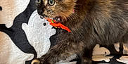 Nessie joined the competition — help win amazing prizes! kitten, cat, tortoiseshell, orange_bow, collar, walking, blanket, ghost_pattern, black, white, cute, pet, feline, indoor, soft_texture, fur, eyes, whiskers, holiday, halloween