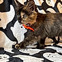 black, blanket, cat, collar, cute, eyes, feline, fur, ghost_pattern, halloween, holiday, indoor, kitten, orange_bow, pet, soft_texture, tortoiseshell, walking, whiskers, white