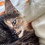 Nessie is registered to the contest to win money with this photo: cat, tortoiseshell, close_up, pet, feline, animal, fur, whiskers, green_eyes, bed, blanket, floral_pattern, indoor, relaxed, sleepy, cute, domestic, resting, soft_fur, portrait