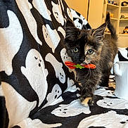 Nessie is registered to the contest to win money with this photo: kitten, cat, tortoiseshell, bow_tie, blanket, ghost_pattern, couch, indoor, pet, feline, walking, cute, young, fur, whiskers, domestic_animal, cozy, decor, furniture, playful