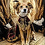 animal, canine, cape, costume, dog, drapery, ears, eyes, face, furry, gold_embroidery, indoors, luxury, nose, pet, portrait, regal, sitting, velvet, wooden_floor