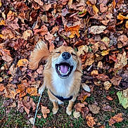 Foxy is registered to the contest to win money with this photo: animal, autumn, brown_fur, canine, closeup, cute, dog, fall_leaves, grass, happy, harness, joyful, leaf_pile, leaves, nature, outdoor, pet, playful, seasonal, smiling