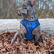 Marley is registered to the contest to win money with this photo: dog, french_bulldog, brindle_coat, blue_harness, leaves, leaf_litter, log, outdoors, forest, autumn, portrait, bokeh_background, sitting, short_muzzle, upright_ears, fur, snout, pet, small_dog, nature