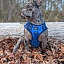dog, french_bulldog, brindle_coat, blue_harness, leaves, leaf_litter, log, outdoors, forest, autumn, portrait, bokeh_background, sitting, short_muzzle, upright_ears, fur, snout, pet, small_dog, nature