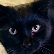 Tiki is registered to the contest to win money with this photo: black_cat, cat, close_up, blue_eyes, whiskers, feline, pet, animal, indoor, face, portrait, fur, looking, cute, domestic_cat, mammal, nose, head, alert