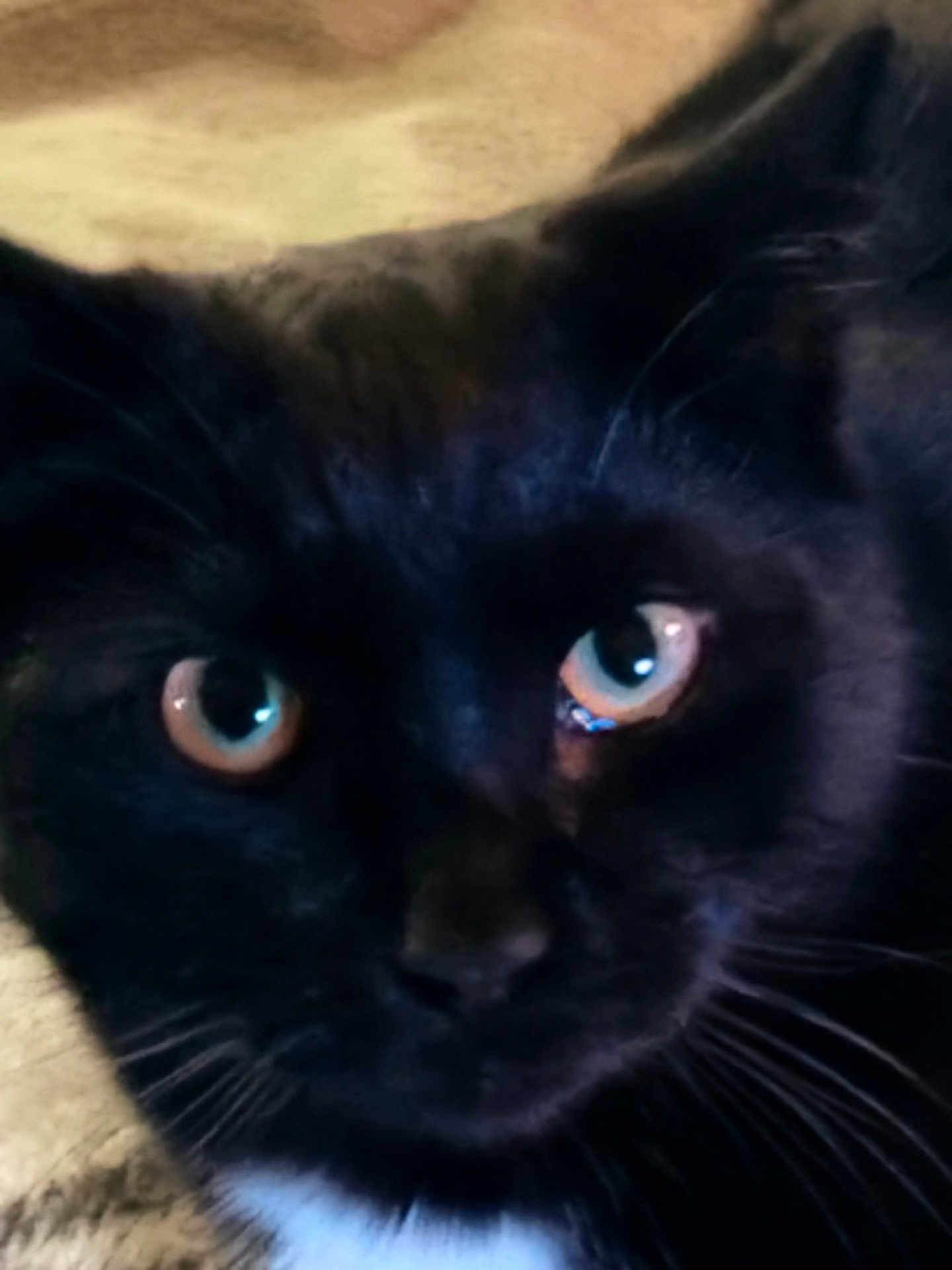 Tiki is registered to the contest to win money with this photo: black_cat, cat, close_up, blue_eyes, whiskers, feline, pet, animal, indoor, face, portrait, fur, looking, cute, domestic_cat, mammal, nose, head, alert