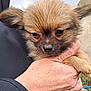 Alf a rejoint le concours — aidez-le/la à gagner de superbes lots ! puppy, dog, animal, pet, close_up, fur, cute, hand, holding, outdoor, soft, small, young, ears, face, nuzzle, adorable, brown, portrait, cuddle