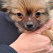 Alf a rejoint le concours — aidez-le/la à gagner de superbes lots ! puppy, dog, close_up, fluffy, animal, pet, hand, holding, cute, face, fur, outdoor, young, small, adorable, whiskers, nose, eyes, expression, mammal