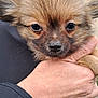 puppy, dog, close_up, fluffy, animal, pet, hand, holding, cute, face, fur, outdoor, young, small, adorable, whiskers, nose, eyes, expression, mammal