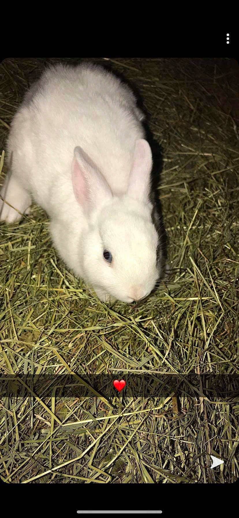 Kyky participe au concours pour gagner de l'argent avec cette photo : domestic_rabbit, ear, easter_bunny, grass, hare, hay, plant, rabbit, rabbits_and_hares, skin, snout, snowshoe_hare, whiskers, wildlife