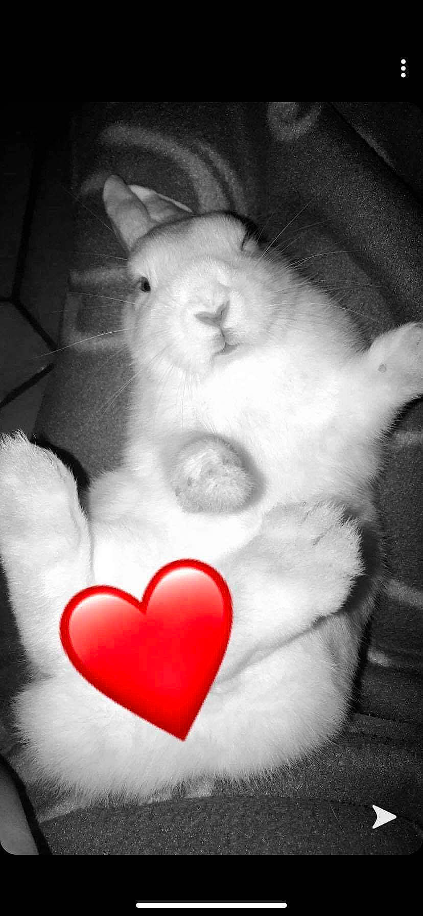 Kyky participe au concours pour gagner de l'argent avec cette photo : black_and_white, domestic_rabbit, ear, easter_bunny, gesture, love, organ, rabbit, rabbits_and_hares, tail, whiskers