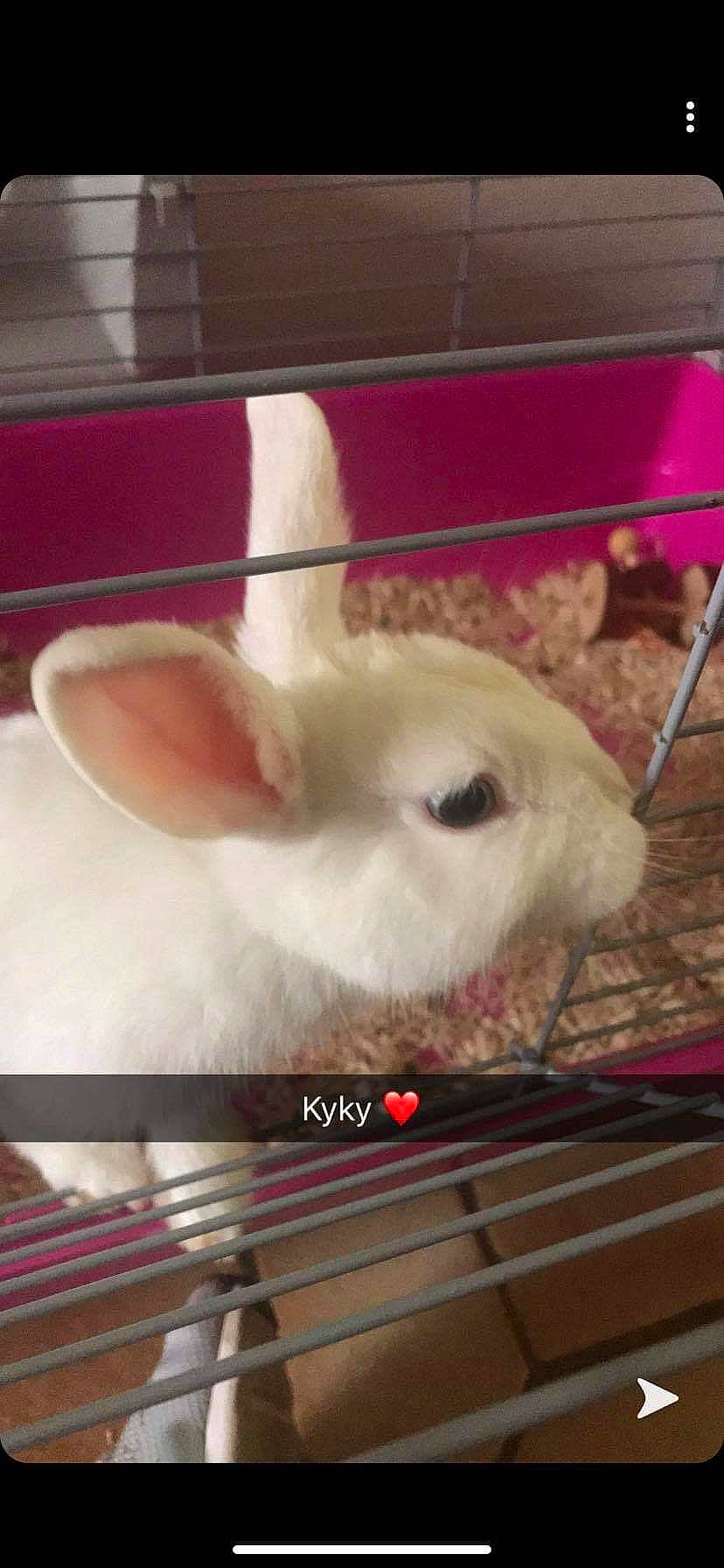 Kyky a rejoint le concours — aidez-le/la à gagner de superbes lots ! cage, chinchilla, domestic_rabbit, ear, fawn, mammal, rabbit, rabbits_and_hares, rodent, whiskers