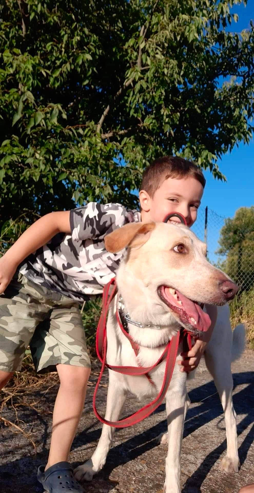 Lucas Et Ela a rejoint le concours — aidez-le/la à gagner de superbes lots ! adventure, carnivore, collar, companion_dog, dog, dog_breed, dog_collar, fawn, fun, grass, happy, jaw, leisure, plant, recreation, sky, smile, snout, tree, working_animal