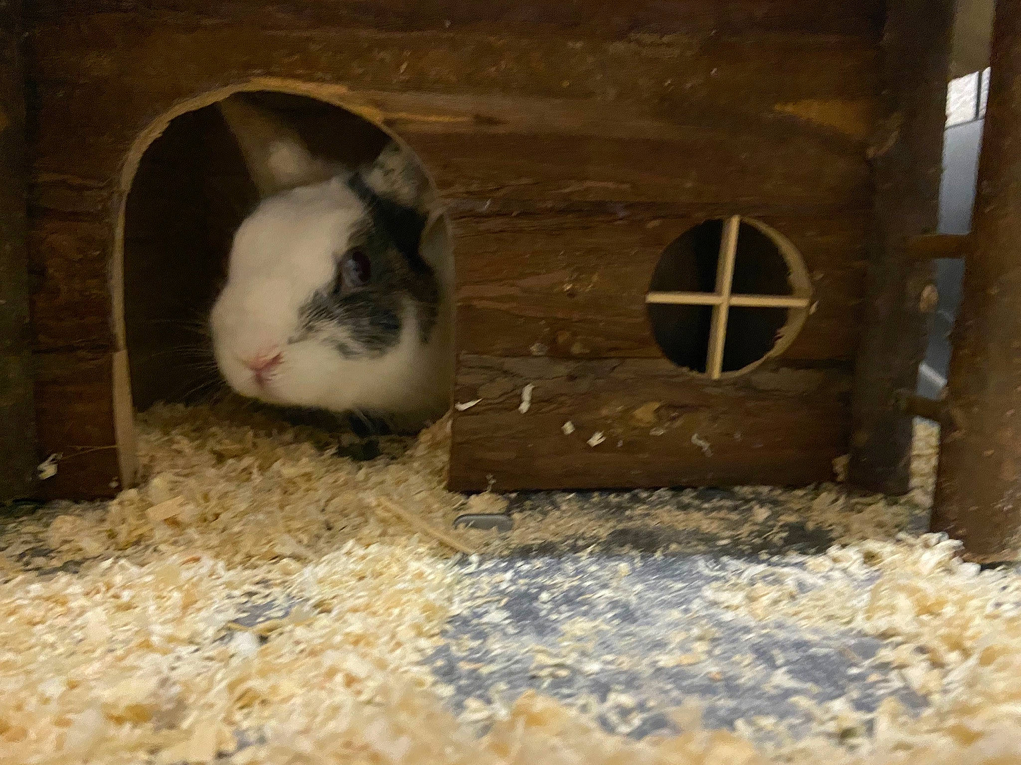 Bounty a rejoint le concours — aidez-le/la à gagner de superbes lots ! animal_shelter, domestic_rabbit, fawn, guinea_pig, pet_supply, rabbit, rabbits_and_hares, rodent