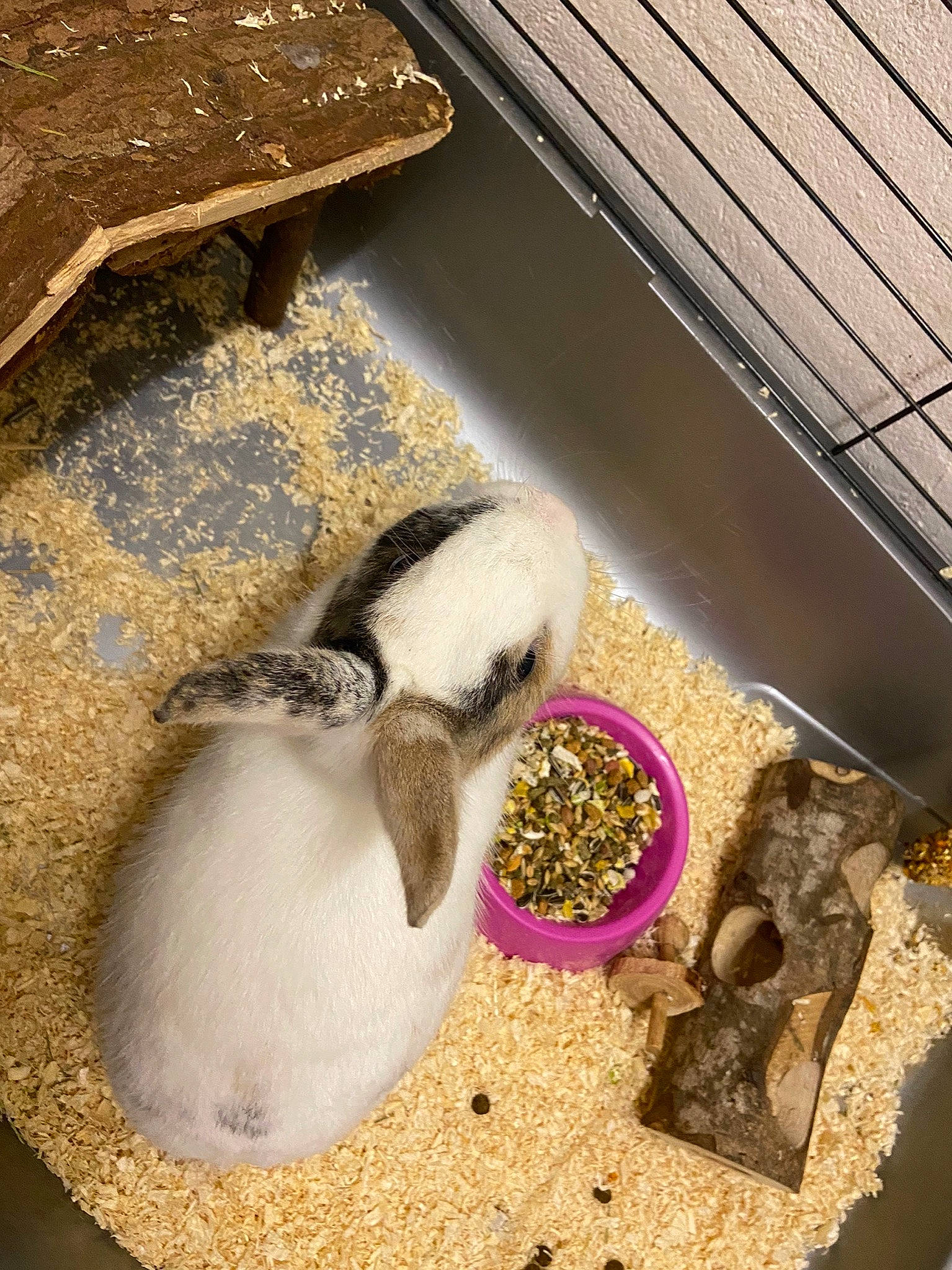 Bounty a rejoint le concours — aidez-le/la à gagner de superbes lots ! animal_shelter, birdhouse, cage, domestic_rabbit, fawn, hamster, pet_supply, rabbits_and_hares, rodent