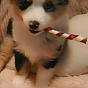 Ali is registered to the contest to win money with this photo: puppy, dog, pet, cute, chewing, treat, fur, fluffy, indoor, carpet, blanket, animal, young, playful, small, adorable, nose, ears, sitting, closeup