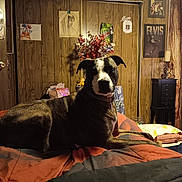 Amelia is registered to the contest to win money with this photo: dog, brindle, bed, blanket, wood_paneling, poster, vase, flowers, indoor, furniture, decor, relaxed, pet, canine, collar, room, table, candle, painting, portrait
