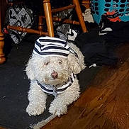 Peaches is registered to the contest to win money with this photo: dog, white_dog, curly_fur, pet_clothing, striped_outfit, indoor, wooden_floor, chair, laundry_basket, clothes, black_and_white, pet, animal, cute, lying_down, floor, home, domestic, fur, nose