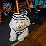 animal, black_and_white, chair, clothes, curly_fur, cute, dog, domestic, floor, fur, home, indoor, laundry_basket, lying_down, nose, pet, pet_clothing, striped_outfit, white_dog, wooden_floor