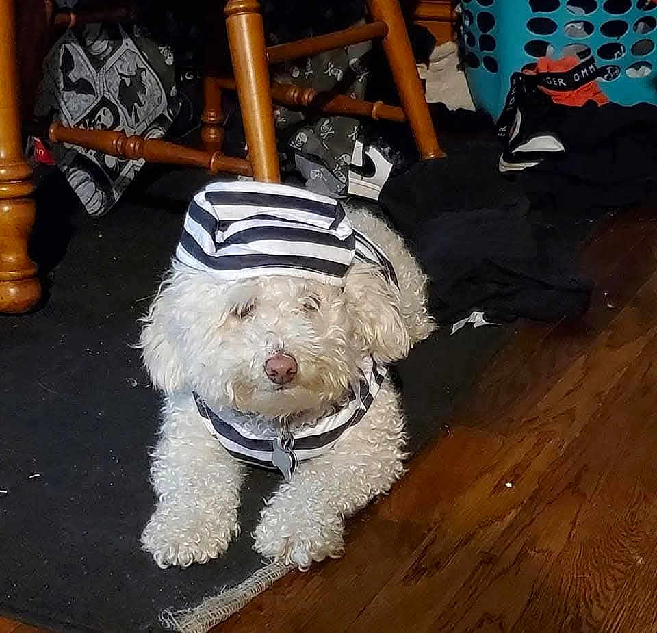 Peaches is registered to the contest to win money with this photo: dog, white_dog, curly_fur, pet_clothing, striped_outfit, indoor, wooden_floor, chair, laundry_basket, clothes, black_and_white, pet, animal, cute, lying_down, floor, home, domestic, fur, nose