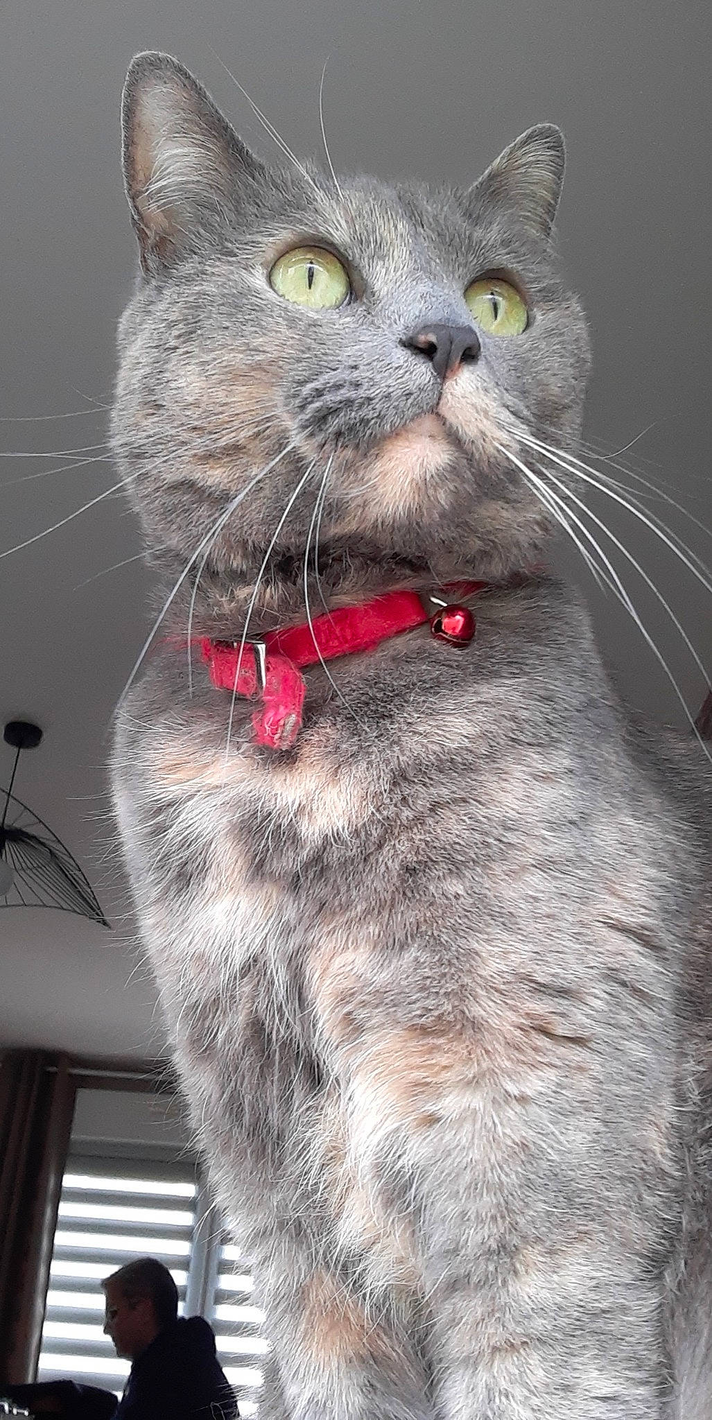 Lili a rejoint le concours — aidez-le/la à gagner de superbes lots ! carnivore, cat, collar, domestic_short_haired_cat, ear, felidae, fur, grey, organism, paw, small_to_medium_sized_cats, snout, vertebrate, whiskers