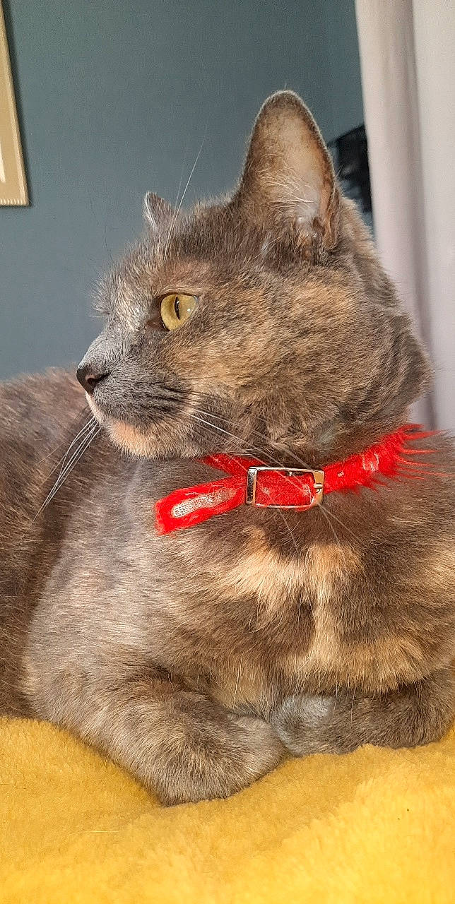 Lili a rejoint le concours — aidez-le/la à gagner de superbes lots ! black_cat, carnivore, cat, claw, collar, dog_collar, domestic_short_haired_cat, fashion_accessory, fawn, felidae, fur, leash, liver, paw, pet_supply, picture_frame, small_to_medium_sized_cats, snout, tail, whiskers