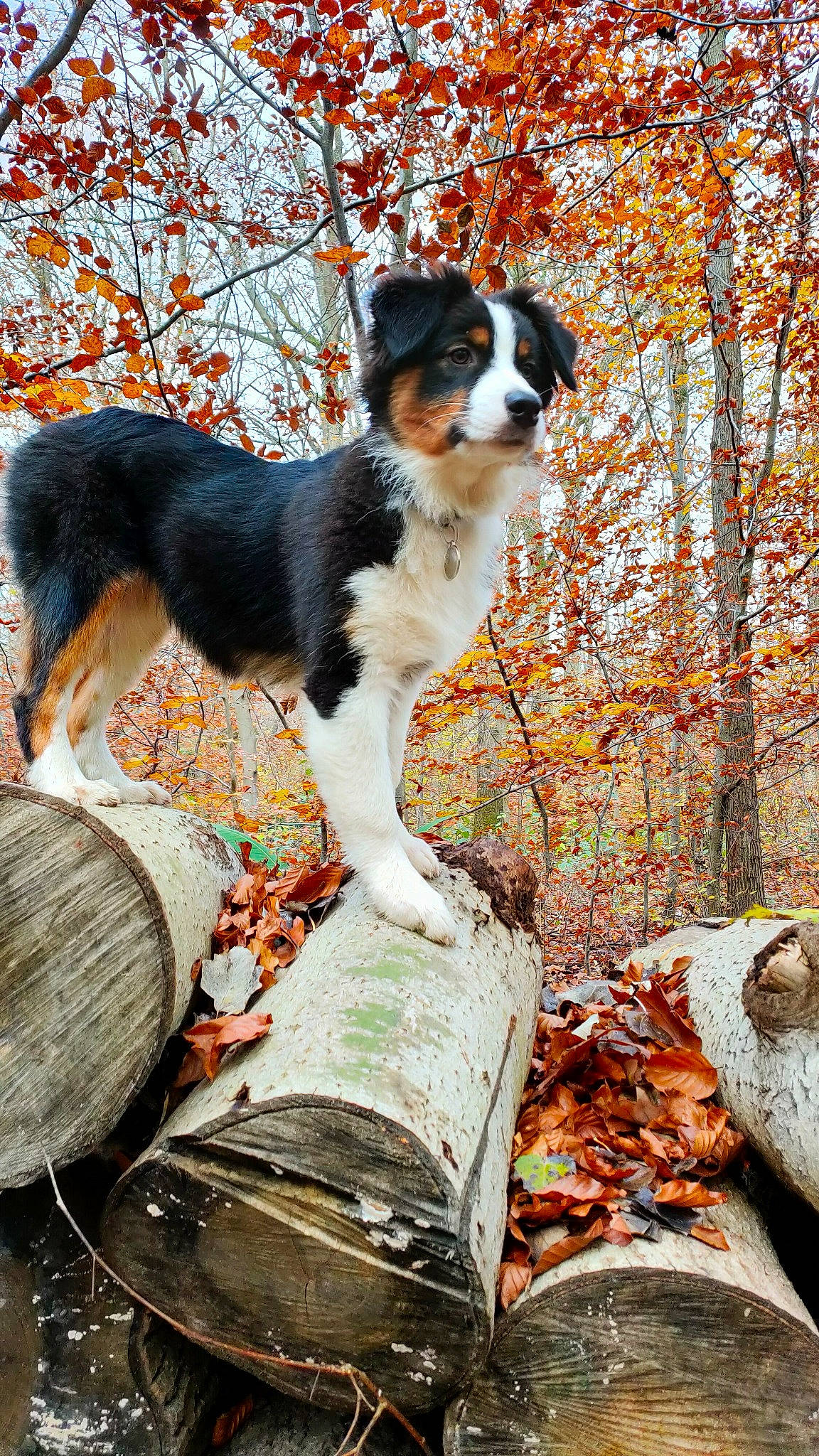 Shanel a rejoint le concours — aidez-le/la à gagner de superbes lots ! autumn, canidae, carnivore, companion_dog, dog, dog_breed, grass, hunting_dog, northern_hardwood_forest, plant, sporting_group, tail, tree, trunk, twig, vertebrate, wood, working_dog