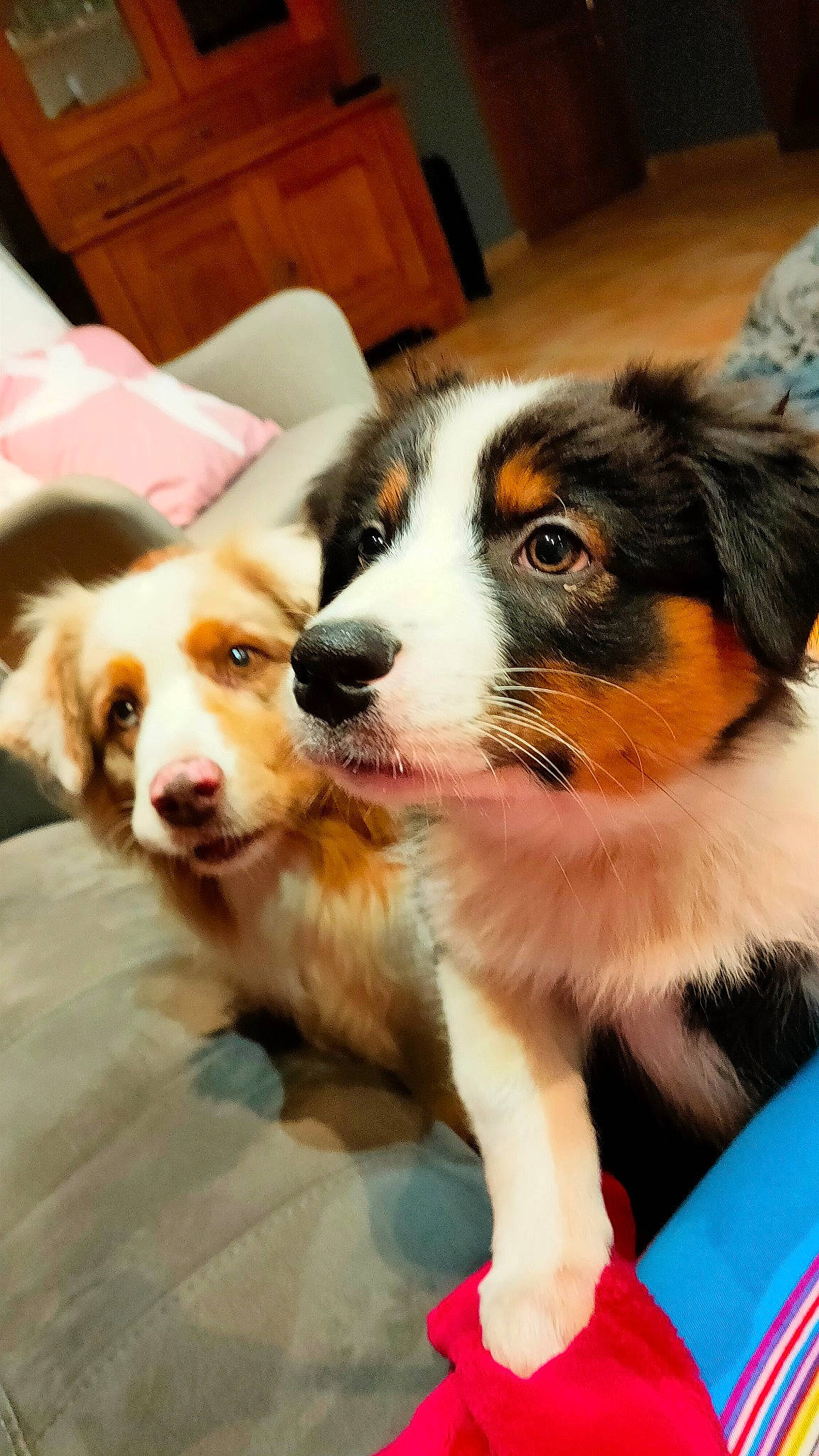 Shanel participe au concours pour gagner de l'argent avec cette photo : ball, bernese_mountain_dog, canidae, carnivore, companion_dog, dog, dog_breed, fur, herding_dog, plant, snout, sporting_group, terrestrial_animal, whiskers, working_animal, working_dog