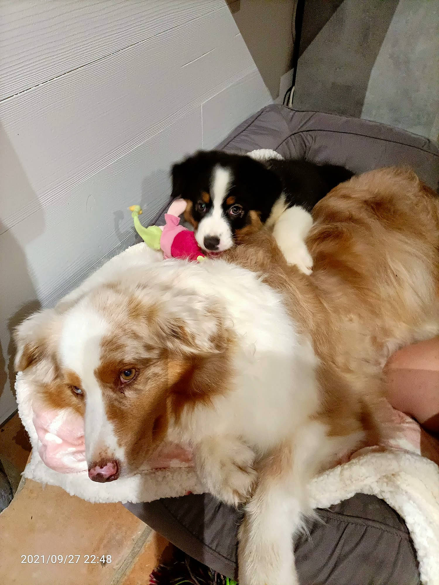 Shanel a rejoint le concours — aidez-le/la à gagner de superbes lots ! canidae, carnivore, cavalier_king_charles_spaniel, companion_dog, dog, dog_breed, dog_supply, fawn, fur, gun_dog, king_charles_spaniel, liver, mammal, snout, spaniel, sporting_group, toy_dog, whiskers, working_animal, working_dog