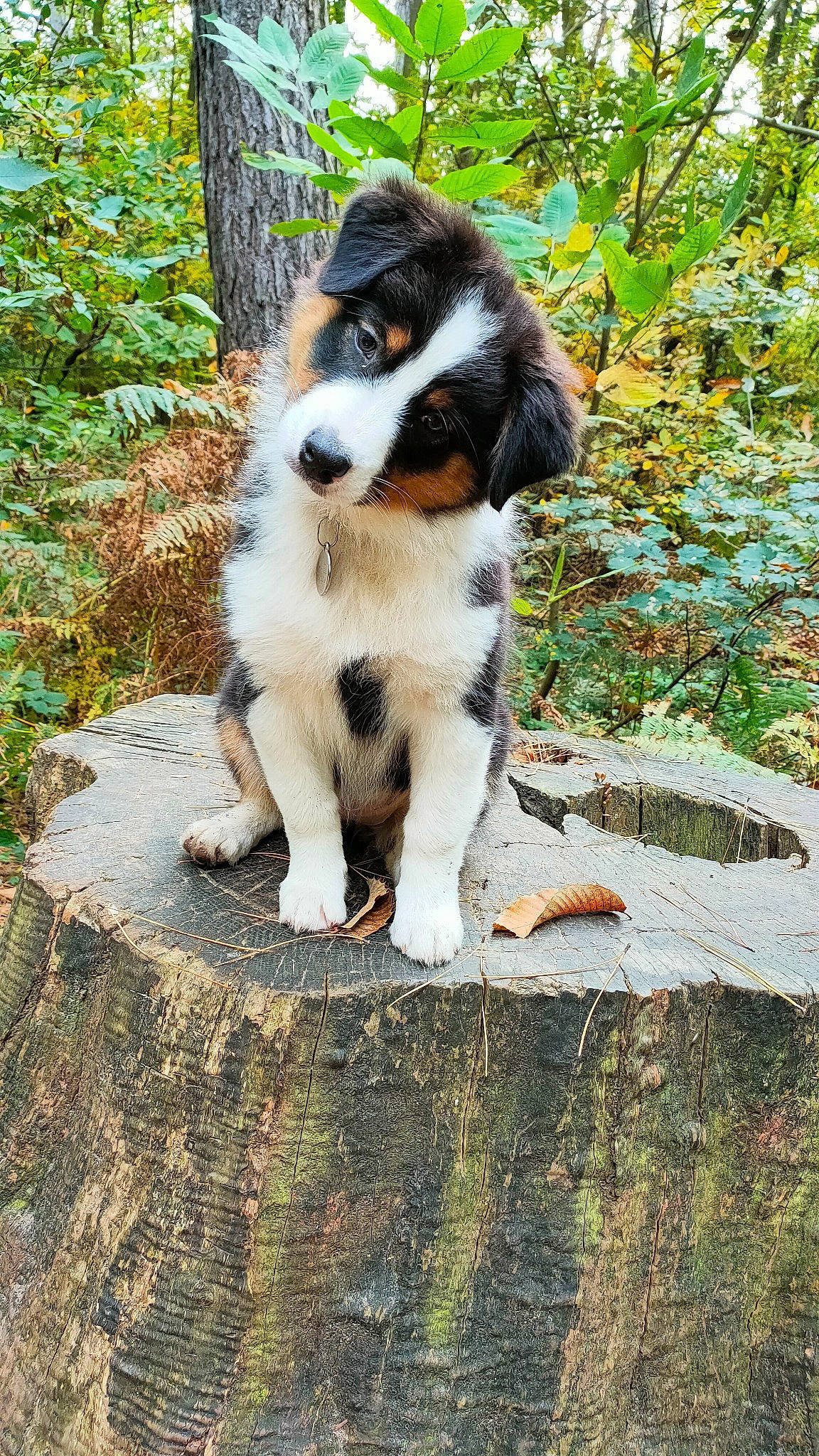 Shanel participe au concours pour gagner de l'argent avec cette photo : art, canidae, carnivore, companion_dog, dog, dog_breed, fawn, fur, grass, hunting_dog, plant, rock, snout, sporting_group, tail, terrestrial_animal, tree, whiskers, working_dog