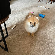 Snoopy joined the competition — help win amazing prizes! animal, beige, blue_toy, bone_toy, box, brown, carpet, chair, cute, dog, fluffy, furniture, indoor, pet, playful, pomeranian, puppy, rope_toy, small_dog, toy