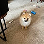 animal, beige, blue_toy, bone_toy, box, brown, carpet, chair, cute, dog, fluffy, furniture, indoor, pet, playful, pomeranian, puppy, rope_toy, small_dog, toy