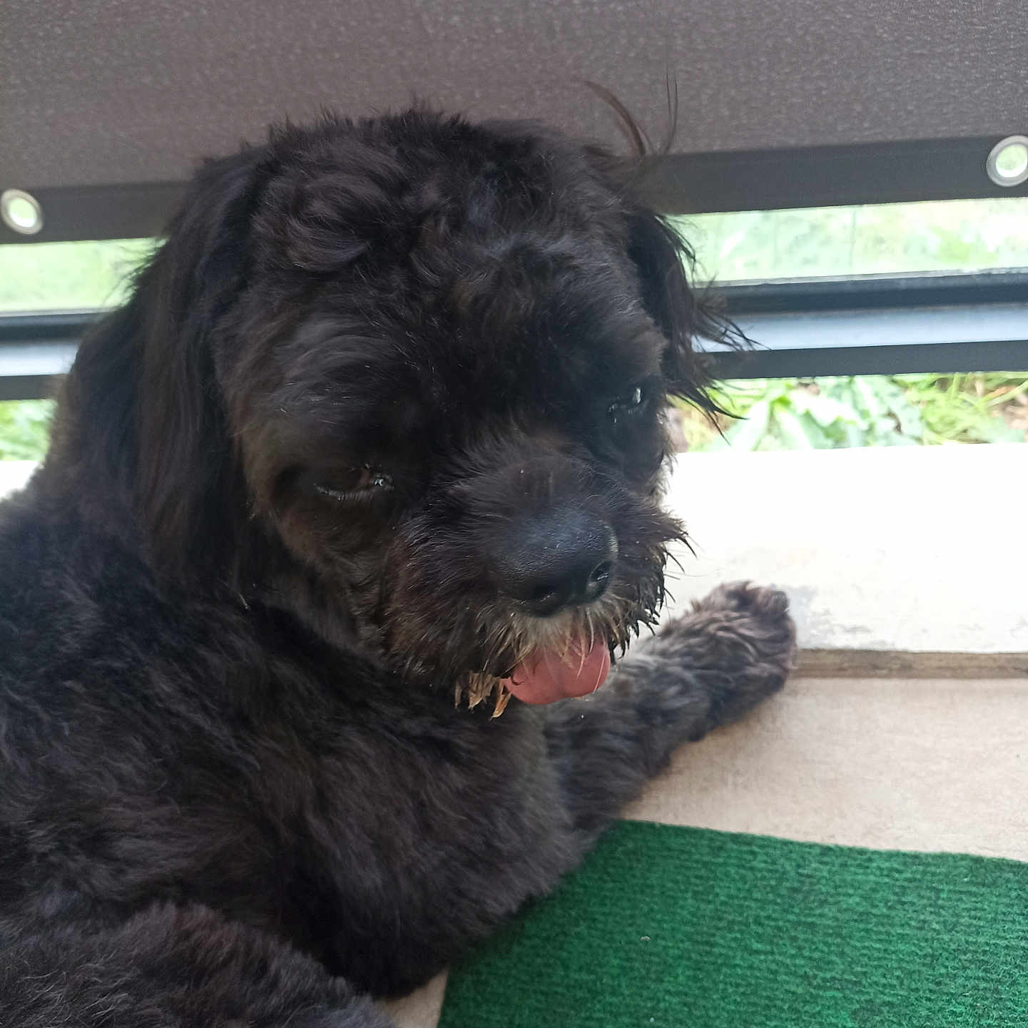 Pouille Pouille participe au concours pour gagner de l'argent avec cette photo : animal, black_dog, canine, cheeky, close_up, companion, cute, dog, fluffy, fur, green_mat, home, indoor, looking_back, lying_down, paw, pet, relaxed, tongue_out, window