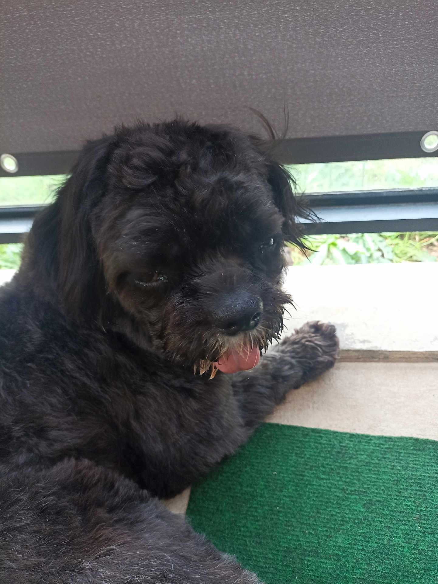 Pouille Pouille participe au concours pour gagner de l'argent avec cette photo : dog, black_dog, pet, tongue_out, fluffy, lying_down, green_mat, window, indoor, close_up, fur, paw, relaxed, cheeky, animal, companion, cute, canine, looking_back, home