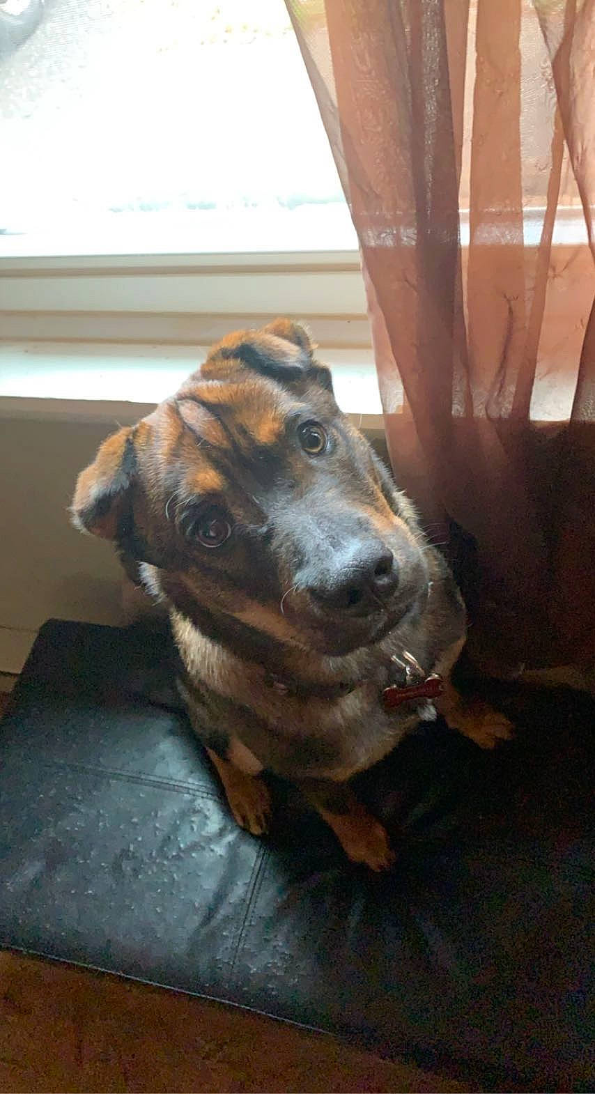 Marley is registered to the contest to win money with this photo: art, canidae, carnivore, companion_dog, dog, dog_breed, fawn, flooring, fur, guard_dog, hardwood, liver, sculpture, snout, sporting_group, whiskers, window, wood, working_animal, working_dog