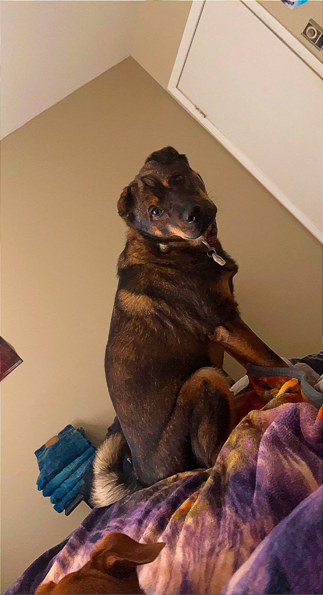 Marley joined the competition — help win amazing prizes! art, black_cat, brown_bear, canidae, carnivore, companion_dog, dog_breed, fawn, felidae, fur, sculpture, small_to_medium_sized_cats, sporting_group, stuffed_toy, tail, terrestrial_animal, toy, whiskers, wood, working_animal