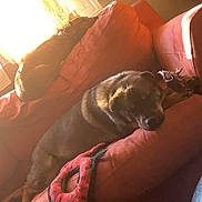 Marley is registered to the contest to win money with this photo: carnivore, comfort, companion_dog, couch, dog, dog_breed, flooring, fur, human_leg, lamp, linens, living_room, nap, room, sitting, sporting_group, tints_and_shades, window, wood, working_animal