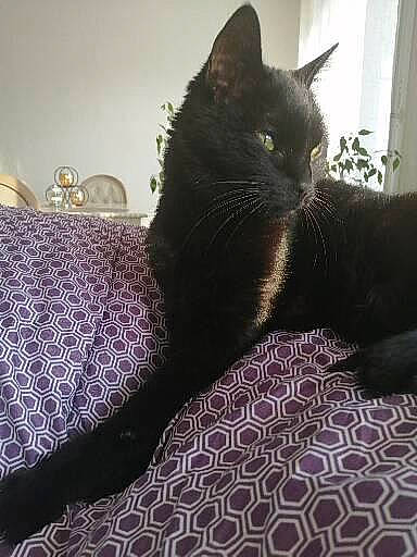 Lilou participe au concours pour gagner de l'argent avec cette photo : carnivore, cat, comfort, domestic_short_haired_cat, felidae, fur, grey, linens, pattern, plant, room, serveware, small_to_medium_sized_cats, snout, tableware, tail, textile, tints_and_shades, whiskers, window