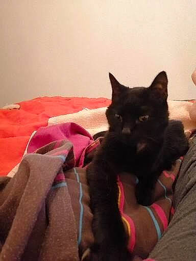 Lilou a rejoint le concours — aidez-le/la à gagner de superbes lots ! black_cat, bombay, carmine, carnivore, cat, claw, comfort, domestic_short_haired_cat, eye, felidae, fur, gesture, lap, linens, magenta, small_to_medium_sized_cats, snout, tail, tints_and_shades, whiskers