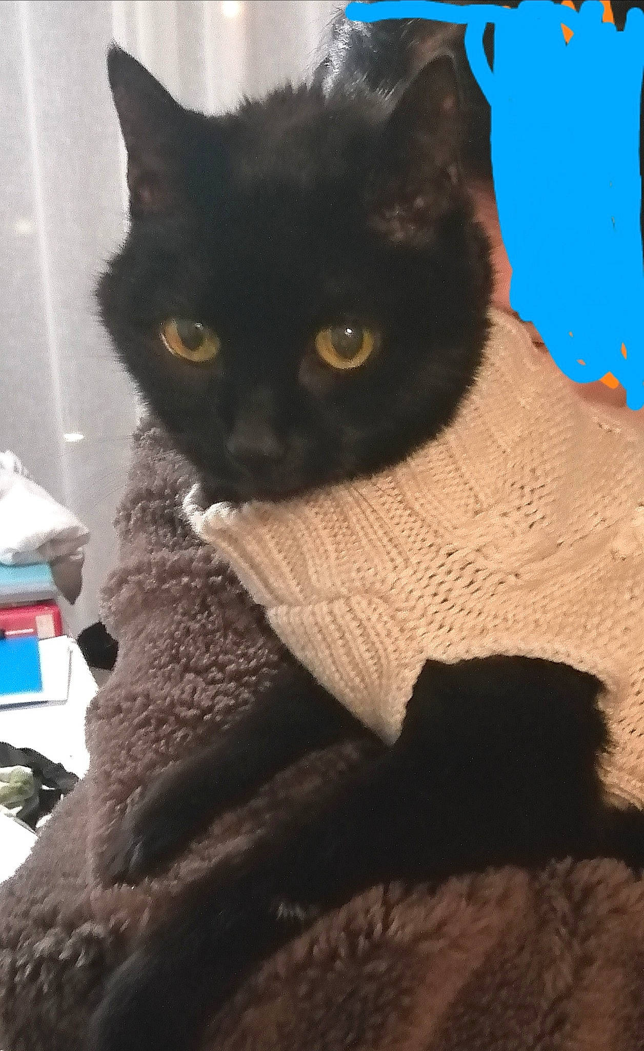 Lilou a rejoint le concours — aidez-le/la à gagner de superbes lots ! art, black_cat, bombay, carnivore, cat, cat_supply, chartreux, claw, domestic_short_haired_cat, electric_blue, eye, felidae, fur, pattern, small_to_medium_sized_cats, snout, tail, terrestrial_animal, whiskers, window