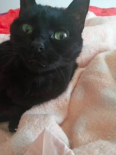 Lilou participe au concours pour gagner de l'argent avec cette photo : black_cat, bombay, carnivore, cat, cat_furniture, cat_supply, chair, claw, comfort, domestic_short_haired_cat, eye, felidae, fur, korat, paw, small_to_medium_sized_cats, snout, tail, whiskers, working_animal