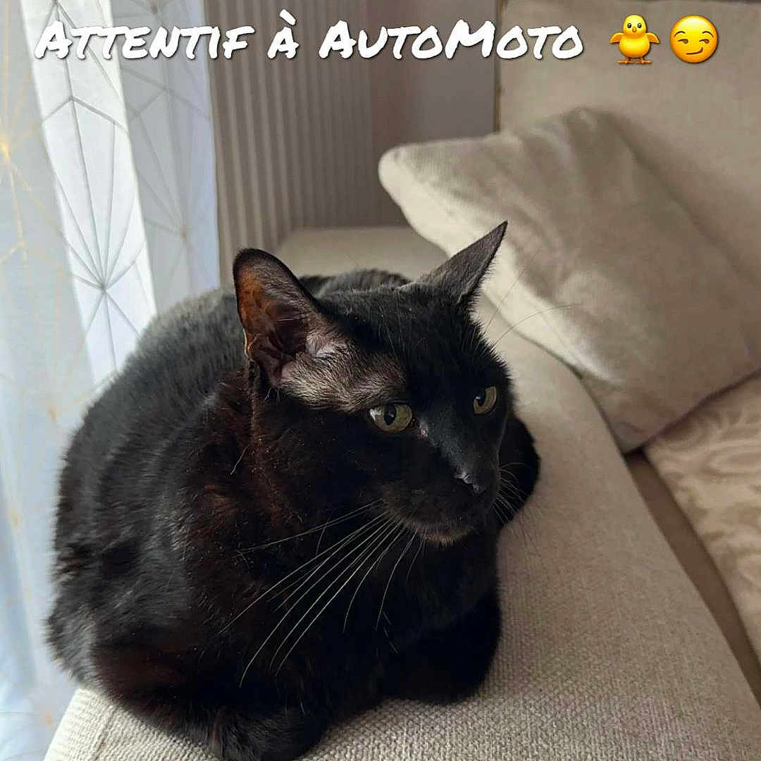 Joy participe au concours pour gagner de l'argent avec cette photo : abyssinian, animal, blackcat, blanket, cat, couch, cushion, den, egyptiancat, furniture, homedecor, indoors, kitten, lamp, manx, pet, tablelamp, toy