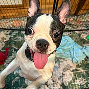 Ivan is registered to the contest to win money with this photo: animal, blanket, boston_terrier, canine, carpet, collar, cute, dog, ears, eyes, fur, happy, indoor, nose, pet, pet_toy, playpen, puppy, smiling, tongue_out