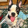 animal, blanket, boston_terrier, canine, carpet, collar, cute, dog, ears, eyes, fur, happy, indoor, nose, pet, pet_toy, playpen, puppy, smiling, tongue_out