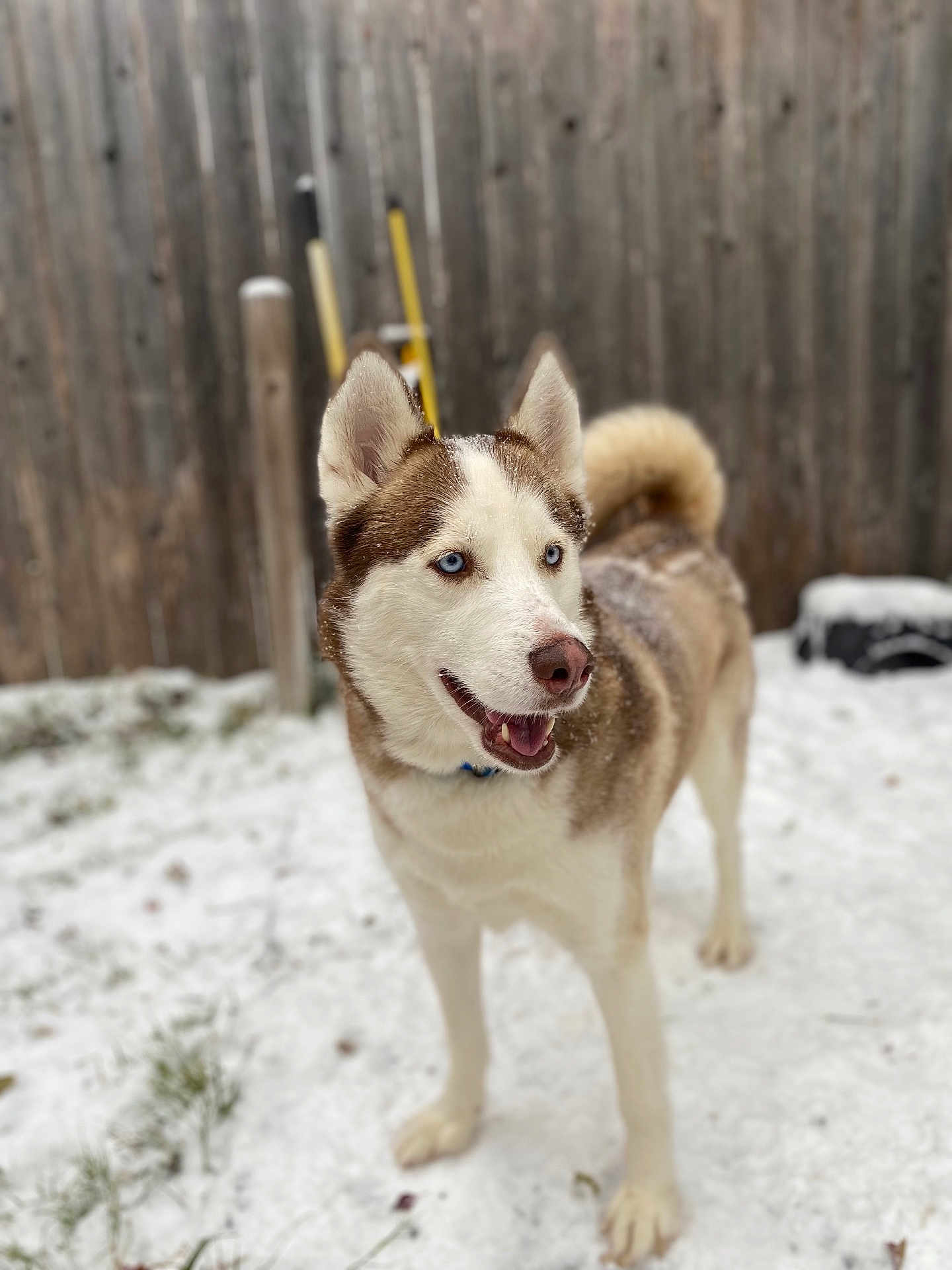 Taz is registered to the contest to win money with this photo: dog, siberian_husky, blue_eyes, snow, outdoor, fence, happy, pet, animal, canine, winter, yard, fur, tail, standing, nature, playful, collar, muzzle, ears
