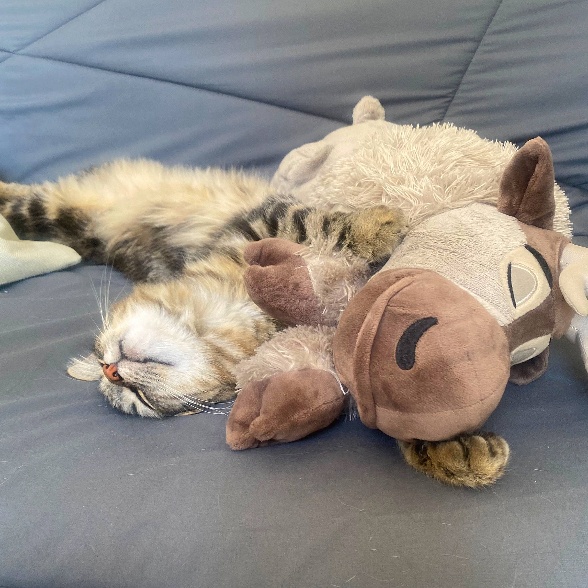 Radis participe au concours pour gagner de l'argent avec cette photo : carnivore, cat, comfort, companion_dog, domestic_short_haired_cat, fawn, felidae, foot, fur, human_leg, mammal, paw, small_to_medium_sized_cats, snout, stuffed_toy, tail, toy, vertebrate, whiskers, wood